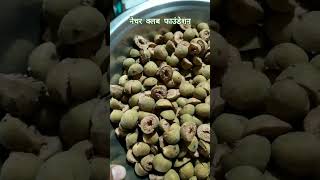 गूलर की सब्जी कैसे बनाएं- अत्यंत पौष्टिक और जायकेदार How to cook Gular Cluster Fig Yummy \u0026 Nutritive