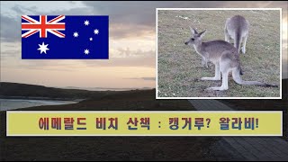 왈라비(wallaby)? 캥거루? 에메랄드 해변 산책중에 만난 야생동물