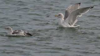 日本の風景kuni-hiro編集　海鳥のいる冬の魚住海岸