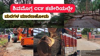 Shivamogga's Shady Deal: Tree Felling at CCF Office/ಶಿವಮೊಗ್ಗ CCF ಕಚೇರಿಯಲ್ಲಿ ಮರಗಳ ಹನನ #EshwarBkhandre