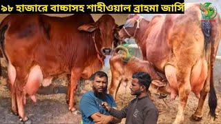 ৯৮ হাজারে বাচ্চাসহ দুধের গাভী রবিউল ভাইয়ের পানির দামে ইন্ডিয়ান বর্ডার ক্রস শাহীওয়াল ব্রাহমা জার্সি