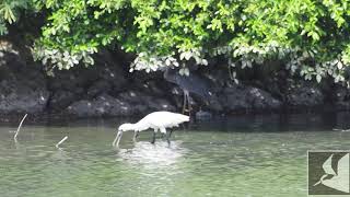 採餌するクロツラヘラサギ/Black-faced Spoonbill