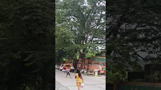 Pambansang Puno!#inspiration #shortvideo #relaxing #viral #nature #tree #big#green #chill