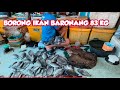 IKAN BARONANG MELIMPAH LAGI JADI BELI 83 KG