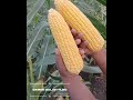 शेतातील चुलीवरच्या भाजलेल्या मक्याची चवच लयभारी मक्का शेती👌treanding mini vlog .corn farming 2024