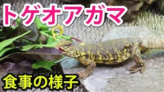 トゲオアガマの餌やり【トゲオアガマ飼育】