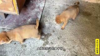 不愧是猎犬后代，还是吃奶的小奶狗，就学会抓老鼠了