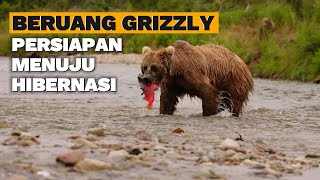 Beruang Grizzly : Persiapan Menuju Hibernasi