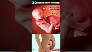 30 weeks baby growth 😍 #💕Fetal development | 7 month baby in the womb #pregnancy #baby