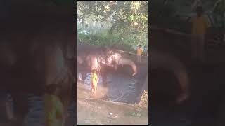 Elephant Barth - පොඩ්ඩක් නා ගත්තා #trending #travel #elephant