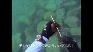 東海魚突き　vs石鯛とか　　関西お魚突き26　spearfishing(polespear)