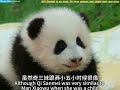 奇三妹真的太可爱了，一眼瞧上去，就是软萌可爱 qi sanmei is so cute. at first glance she looks soft and cute. giantpanda