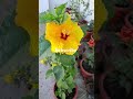 hibiscus 🌺 viralshorts you_tube_shorts gardening plants flowers