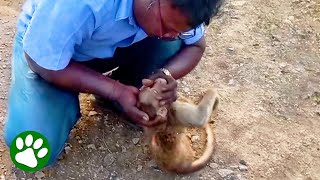 Taxi Driver Saves Monkey Using CPR