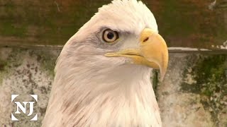 Bald eagle population makes a big comeback in NJ