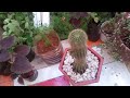 multiply and move a cactus |  multiplier et deplacer un cactus | BLUES JAZZ MUSIC