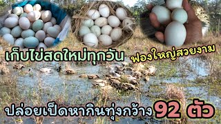 เลี้ยงเป็ดไข่อยู่ทุ่งนา 92 ตัว ปล่อยหากินตามทุ่งกว้าง เก็บไข่สดใหม่ฟองใหญ่สวยงาม ไข่อยู่ในเกณฑ์ดี🦆🦆