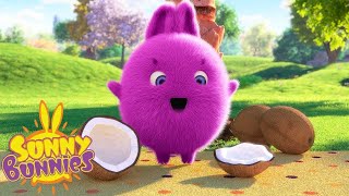 SUNNY COCONUT | SUNNY BUNNIES | Funny Cartoons For Children