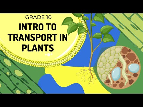 What is the root of transportable?