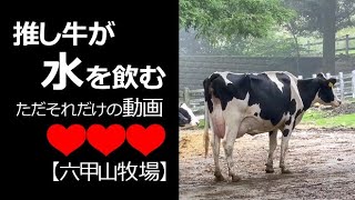 水を飲む推し牛【六甲山牧場】#shorts