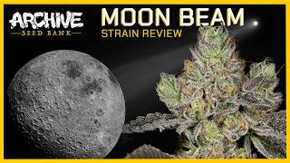 Moon Beam - Strain Review