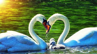Top 10 facts about swans | Swans beautiful | Black swan bird.
