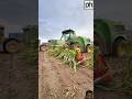 John Deere 9900i Forage Harvester on Maize Silage #agri #farming #agriculture #johandeere #youtube