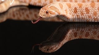 Keeping Hognose Snakes Around Children