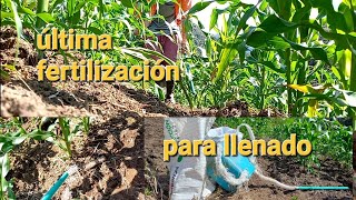 Le damos la última fertilización al maíz/ nutrición para llenado de maíz/