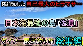 チャンネル史上最大のヒラマサも出現…当たり前のように魚が釣れる佐渡島の魚影を舐めてました