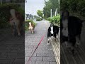 オロオロしながらunkしたサクラ【モザイク成功】＃約束の時まで柴犬と 僕とこむぎと三浦半島＃柴犬スティーブ＃マヨネ 拒否柴 柴犬 交差点 拒否柴 柴犬 交差点 散歩 柴ドリル せか柴