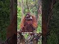 don t do this to an orangutan if you don t want to get hurt 🔥