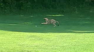 WATCH: Coyote pup plays with golf balls on Mass. course