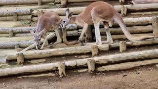 【多摩動物公園】カンガルー軍団～振られるカンガルーさん～