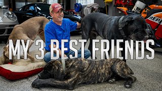 Life with 3 GIANT Dogs | Mastiffs \u0026 Weimaraner