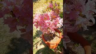 Bougainvillea Part 260