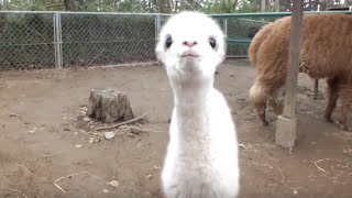 Cute alpaca baby and mom. (16 days old)かわいいアルパカの母子。（生後１６日）