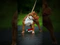 rottweiler vs pitbull which dangerous dog will win