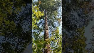 Childhood Treehouse Canada 🇨🇦 #canada #reels #tree #nature #memories #shorts