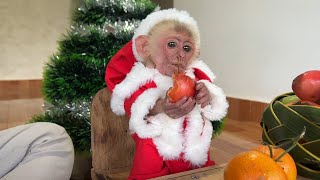 Dad surprises baby monkey Moon for Christmas