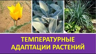 10. Температурные адаптации растений