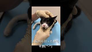 初めての猫風邪治療の日々（；＿；）下半身麻痺の猫あいかなちゃん🐈‍⬛11匹の猫とビーグル犬#下半身麻痺猫#ビーグル