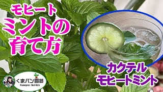 【ハーブ】モヒートミントの育て方・増やし方【くまパン園芸】