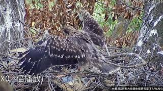 20210407布丁展翅踩布蕾 - 屏東黑鳶巢Black Kite Nest Cam台湾トビ子育て