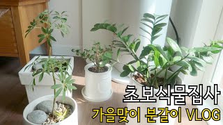 eng) 가을맞이 분갈이 / 분갈이브이로그 / 초보식물집사 / 식물집사 / 식물키우기