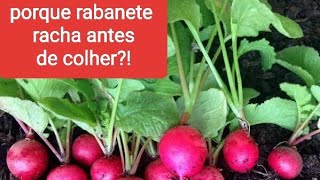 Rabanete racha antes de colher,  veja as possíveis causa e como resolver.