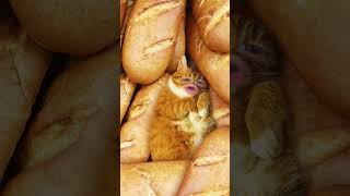 Kedi oldum 😸😻🥖🍞😂shorts #eğlenceli #komik #ekmek #kedi #funnyvideo #fypシ #keşfetteyiz