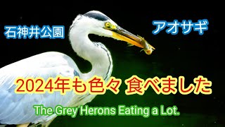 2024年もたくさん食べました　アオサギ　石神井公園　#grayheron #石神井公園 #三宝寺池