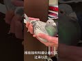 超级鸽王 784 杨胡曼斯哈利直女 racpigeons