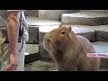 健康チェックを兼ねたランチタイムだよ　 カピバラ劇場 　capybara　health　check　and　lunchtime